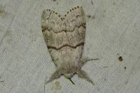 Calliteara pudibunda