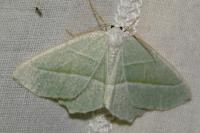 Campaea margaritaria
