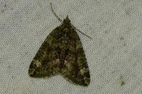 Chloroclysta siterata