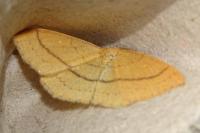 Cyclophora linearia