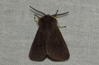 Diaphora mendica