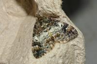 Dysstroma truncata