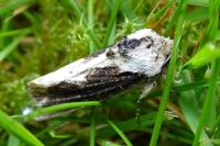 Egira conspicillaris