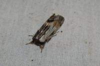 Harpyia milhauseri