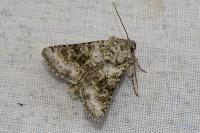 Hecatera bicolorata