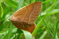 Hylaea fasciaria