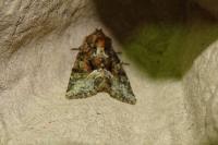 Oligia strigilis/versicolor