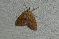Pennithera firmata firmata