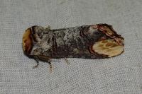 Phalera bucephala