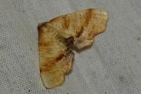 Plagodis dolabraria