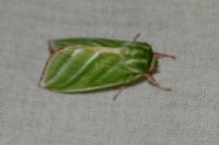 Pseudoips prasinanus