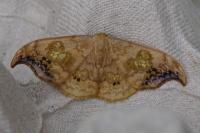 Sabra harpagula