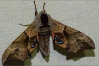 Smerinthus ocellatus ocellatus