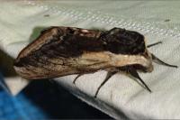 Sphinx ligustri