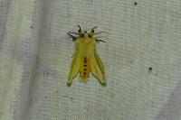 Spilarctia lutea