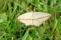 Timandra comae