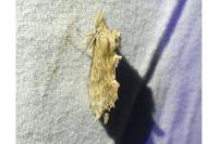 Pterostoma palpina