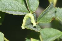 Operophtera brumata