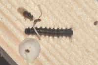 Lymantria dispar