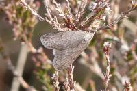 Pachycnemia hippocastanaria hippocastanaria