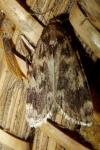 Aglossa caprealis