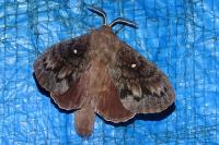 Dendrolimus pini pini
