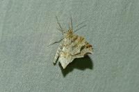 Macaria alternata