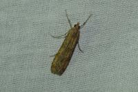 Nomophila noctuella