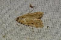 Parapoynx stratiotata
