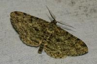 Peribatodes rhomboidaria rhomboidaria