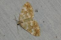 Perizoma flavofasciata