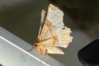Selenia lunularia
