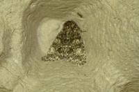 Acronicta megacephala
