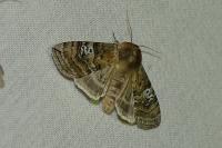 Tethea ocularis