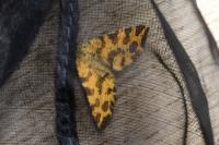 Pseudopanthera macularia