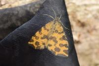 Pseudopanthera macularia
