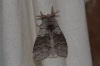 Calliteara pudibunda