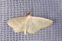 Scopula floslactata