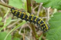 Saturnia pavonia