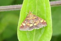 Pyrausta aurata