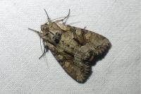 Lacanobia w-latinum