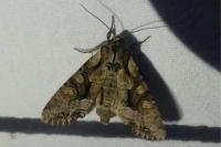 Lacanobia w-latinum