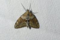 Thera obeliscata