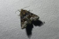 Oligia