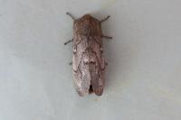 Dendrolimus pini pini