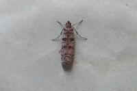 Dioryctria mendacella