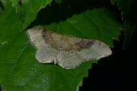 Idaea degeneraria