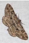 Peribatodes rhomboidaria rhomboidaria