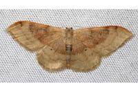 Idaea degeneraria