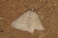 Pseudoterpna pruinata